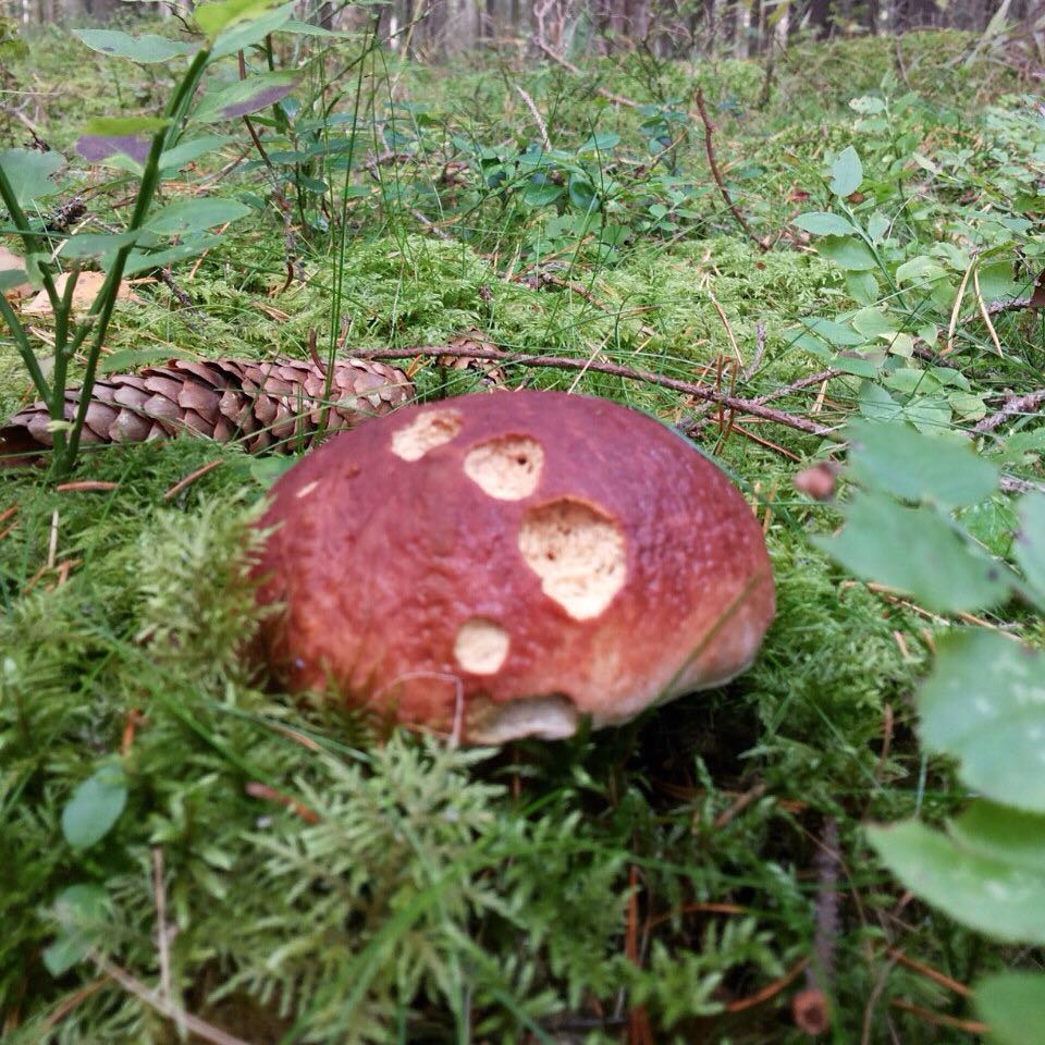 Эта осень богата на грибы и ягоды🏻 В GREENVALD Парк Скандинавия  их особенно много! Можно не только приятно провести время всей семьей, но и собрать грибов на вкуснейший ужин  Координаты: 60.287649, 29.744828